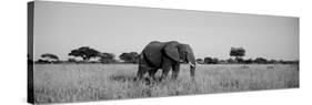 Elephant Tarangire Tanzania Africa-null-Stretched Canvas