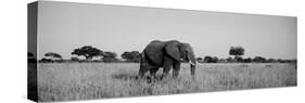 Elephant Tarangire Tanzania Africa-null-Stretched Canvas