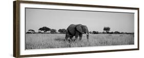 Elephant Tarangire Tanzania Africa-null-Framed Premium Photographic Print