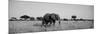 Elephant Tarangire Tanzania Africa-null-Mounted Premium Photographic Print