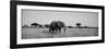 Elephant Tarangire Tanzania Africa-null-Framed Photographic Print