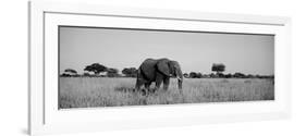 Elephant Tarangire Tanzania Africa-null-Framed Photographic Print