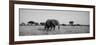 Elephant Tarangire Tanzania Africa-null-Framed Photographic Print