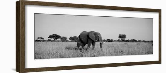 Elephant Tarangire Tanzania Africa-null-Framed Premium Photographic Print