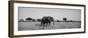 Elephant Tarangire Tanzania Africa-null-Framed Premium Photographic Print