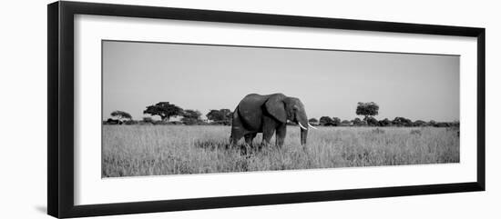 Elephant Tarangire Tanzania Africa-null-Framed Premium Photographic Print