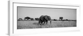 Elephant Tarangire Tanzania Africa-null-Framed Premium Photographic Print