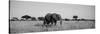 Elephant Tarangire Tanzania Africa-null-Stretched Canvas