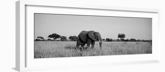 Elephant Tarangire Tanzania Africa-null-Framed Photographic Print