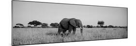 Elephant Tarangire Tanzania Africa-null-Mounted Photographic Print