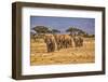 Elephant train, Amboseli National Park, Africa-John Wilson-Framed Photographic Print