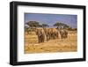 Elephant train, Amboseli National Park, Africa-John Wilson-Framed Photographic Print