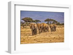 Elephant train, Amboseli National Park, Africa-John Wilson-Framed Photographic Print