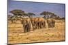 Elephant train, Amboseli National Park, Africa-John Wilson-Mounted Photographic Print