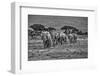 Elephant train, Amboseli National Park, Africa-John Wilson-Framed Photographic Print