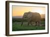 Elephant Travels in Sunset, South Africa, Addo Elephant Park-Stefan Oberhauser-Framed Premium Photographic Print