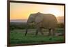 Elephant Travels in Sunset, South Africa, Addo Elephant Park-Stefan Oberhauser-Framed Photographic Print