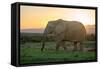 Elephant Travels in Sunset, South Africa, Addo Elephant Park-Stefan Oberhauser-Framed Stretched Canvas