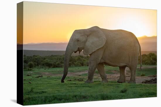 Elephant Travels in Sunset, South Africa, Addo Elephant Park-Stefan Oberhauser-Stretched Canvas