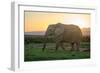 Elephant Travels in Sunset, South Africa, Addo Elephant Park-Stefan Oberhauser-Framed Photographic Print