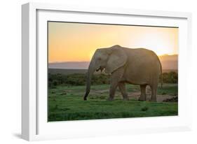 Elephant Travels in Sunset, South Africa, Addo Elephant Park-Stefan Oberhauser-Framed Photographic Print