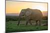 Elephant Travels in Sunset, South Africa, Addo Elephant Park-Stefan Oberhauser-Mounted Photographic Print