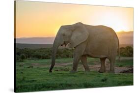 Elephant Travels in Sunset, South Africa, Addo Elephant Park-Stefan Oberhauser-Stretched Canvas