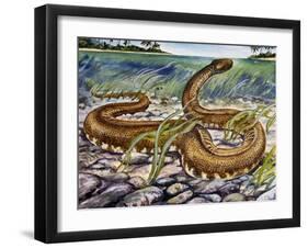 Elephant Trunk Snake (Acrochordus Javanicus), Acrochordidae-null-Framed Giclee Print