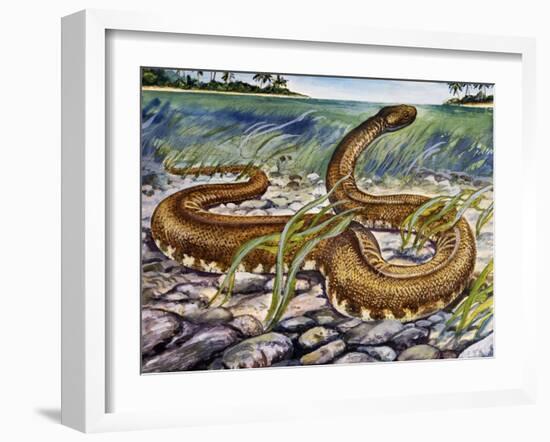 Elephant Trunk Snake (Acrochordus Javanicus), Acrochordidae-null-Framed Giclee Print