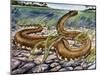 Elephant Trunk Snake (Acrochordus Javanicus), Acrochordidae-null-Mounted Giclee Print