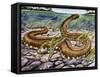 Elephant Trunk Snake (Acrochordus Javanicus), Acrochordidae-null-Framed Stretched Canvas