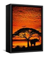 Elephant Under Broad Tree-Jim Zuckerman-Framed Stretched Canvas