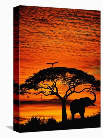 Elephant Under Broad Tree-Jim Zuckerman-Stretched Canvas