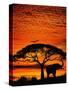 Elephant Under Broad Tree-Jim Zuckerman-Stretched Canvas