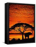 Elephant Under Broad Tree-Jim Zuckerman-Framed Stretched Canvas