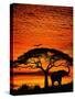 Elephant Under Broad Tree-Jim Zuckerman-Stretched Canvas