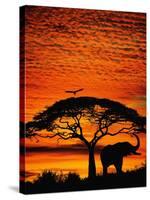 Elephant Under Broad Tree-Jim Zuckerman-Stretched Canvas