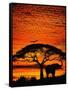 Elephant Under Broad Tree-Jim Zuckerman-Framed Stretched Canvas
