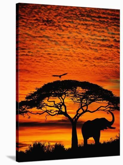 Elephant Under Broad Tree-Jim Zuckerman-Stretched Canvas