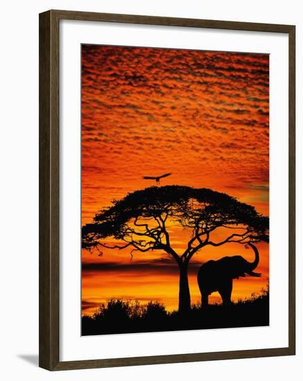 Elephant Under Broad Tree-Jim Zuckerman-Framed Photographic Print