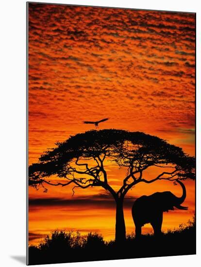 Elephant Under Broad Tree-Jim Zuckerman-Mounted Photographic Print