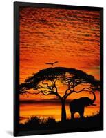 Elephant Under Broad Tree-Jim Zuckerman-Framed Photographic Print