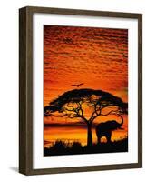 Elephant Under Broad Tree-Jim Zuckerman-Framed Photographic Print