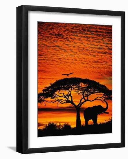 Elephant Under Broad Tree-Jim Zuckerman-Framed Photographic Print