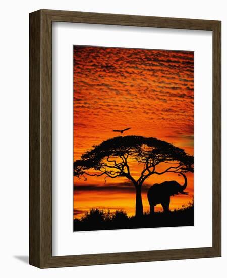 Elephant Under Broad Tree-Jim Zuckerman-Framed Photographic Print