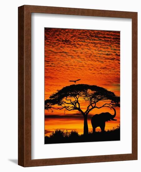 Elephant Under Broad Tree-Jim Zuckerman-Framed Photographic Print