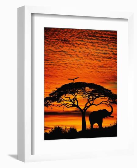 Elephant Under Broad Tree-Jim Zuckerman-Framed Photographic Print