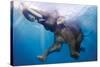 Elephant Underwater-null-Stretched Canvas