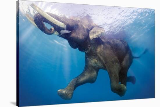 Elephant Underwater-null-Stretched Canvas