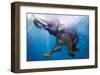 Elephant Underwater-null-Framed Art Print